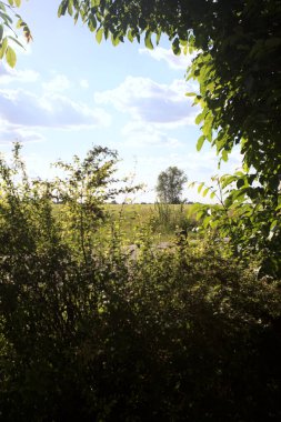 Güneşli bir gün batımında, bir tarlanın ortasında kavak ağacı İtalya 'nın kırsal kesiminde yol kenarından görülüyor.