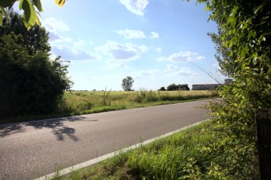 Güneşli bir gün batımında, bir tarlanın ortasında kavak ağacı İtalya 'nın kırsal kesiminde yol kenarından görülüyor.