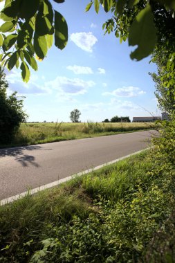 Güneşli bir gün batımında, bir tarlanın ortasında kavak ağacı İtalya 'nın kırsal kesiminde yol kenarından görülüyor.