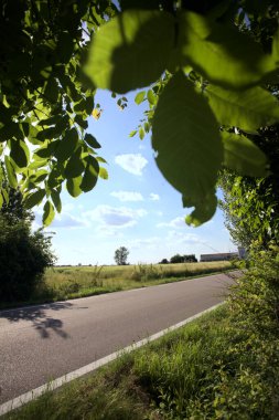 Güneşli bir gün batımında, bir tarlanın ortasında kavak ağacı İtalya 'nın kırsal kesiminde yol kenarından görülüyor.