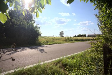 Güneşli bir gün batımında, bir tarlanın ortasında kavak ağacı İtalya 'nın kırsal kesiminde yol kenarından görülüyor.