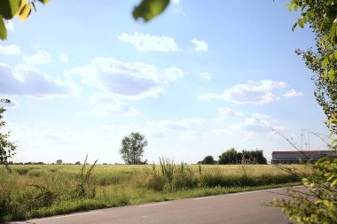 Güneşli bir gün batımında, bir tarlanın ortasında kavak ağacı İtalya 'nın kırsal kesiminde yol kenarından görülüyor.