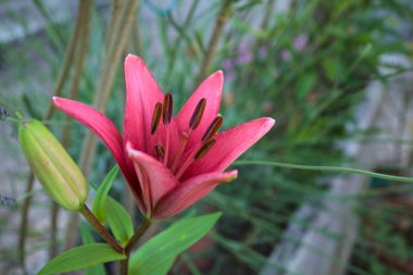 Vazoda çiçek açan pembe zambak ve arka planda bitkiler yakından görülüyor.