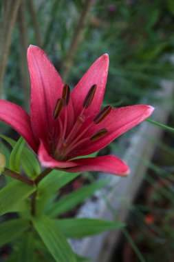 Vazoda çiçek açan pembe zambak ve arka planda bitkiler yakından görülüyor.