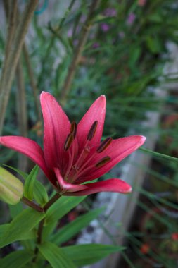 Vazoda çiçek açan pembe zambak ve arka planda bitkiler yakından görülüyor.