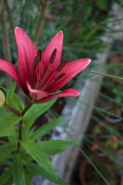 Vazoda çiçek açan pembe zambak ve arka planda bitkiler yakından görülüyor.