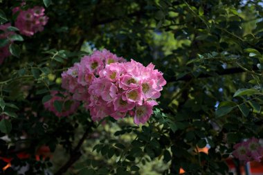 Güneş tarafından kısmen aydınlatılmış sürünen bir bitkinin üzerinde açan çiçekler.