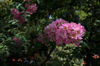 Güneş tarafından kısmen aydınlatılmış sürünen bir bitkinin üzerinde açan çiçekler.