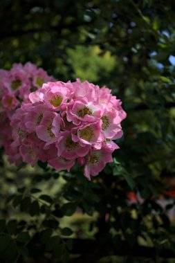 Güneş tarafından kısmen aydınlatılmış sürünen bir bitkinin üzerinde açan çiçekler.