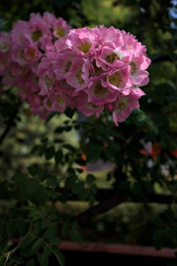 Güneş tarafından kısmen aydınlatılmış sürünen bir bitkinin üzerinde açan çiçekler.