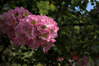 Güneş tarafından kısmen aydınlatılmış sürünen bir bitkinin üzerinde açan çiçekler.