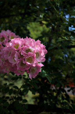 Güneş tarafından kısmen aydınlatılmış sürünen bir bitkinin üzerinde açan çiçekler.