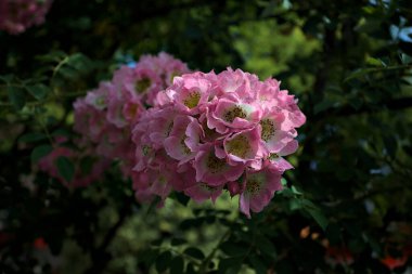 Güneş tarafından kısmen aydınlatılmış sürünen bir bitkinin üzerinde açan çiçekler.
