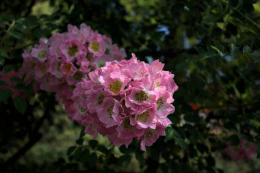 Güneş tarafından kısmen aydınlatılmış sürünen bir bitkinin üzerinde açan çiçekler.