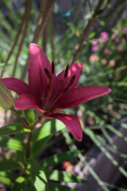 Vazoda çiçek açan pembe zambak ve arka planda bitkiler yakından görülüyor.