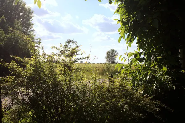 Güneşli bir gün batımında, bir tarlanın ortasında kavak ağacı İtalya 'nın kırsal kesiminde yol kenarından görülüyor.