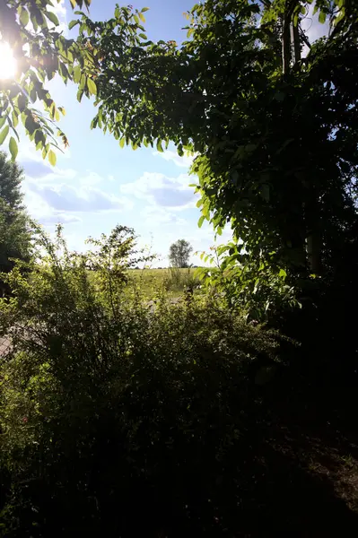 Güneşli bir gün batımında, bir tarlanın ortasında kavak ağacı İtalya 'nın kırsal kesiminde yol kenarından görülüyor.