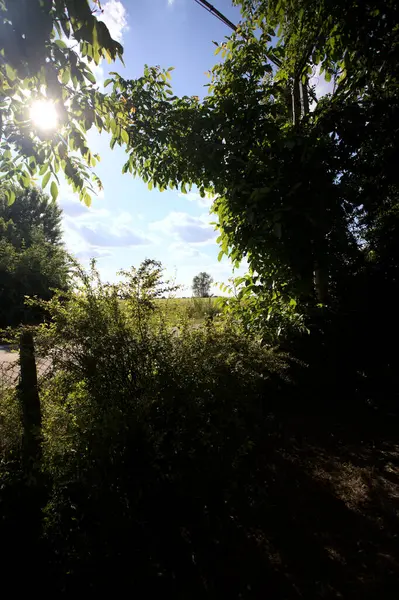 Güneşli bir gün batımında, bir tarlanın ortasında kavak ağacı İtalya 'nın kırsal kesiminde yol kenarından görülüyor.