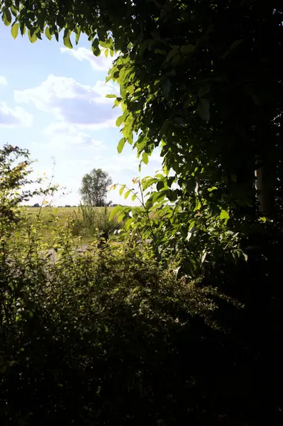 Güneşli bir gün batımında, bir tarlanın ortasında kavak ağacı İtalya 'nın kırsal kesiminde yol kenarından görülüyor.
