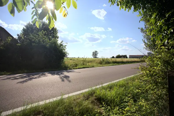 Güneşli bir gün batımında, bir tarlanın ortasında kavak ağacı İtalya 'nın kırsal kesiminde yol kenarından görülüyor.