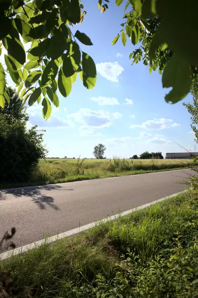 Güneşli bir gün batımında, bir tarlanın ortasında kavak ağacı İtalya 'nın kırsal kesiminde yol kenarından görülüyor.