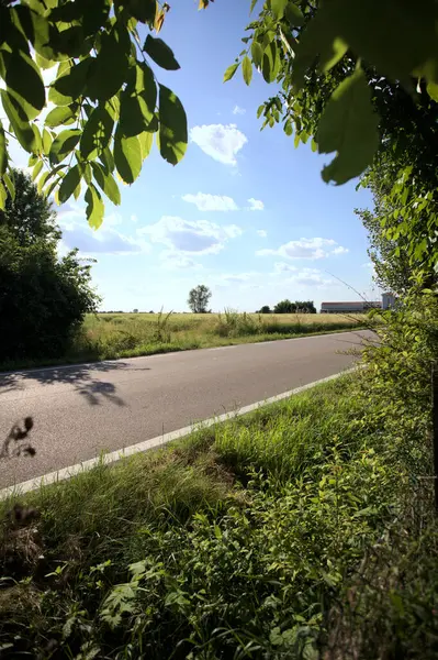 Güneşli bir gün batımında, bir tarlanın ortasında kavak ağacı İtalya 'nın kırsal kesiminde yol kenarından görülüyor.