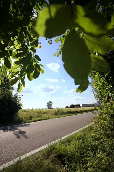 Güneşli bir gün batımında, bir tarlanın ortasında kavak ağacı İtalya 'nın kırsal kesiminde yol kenarından görülüyor.