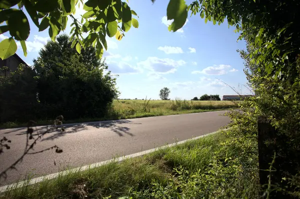 Güneşli bir gün batımında, bir tarlanın ortasında kavak ağacı İtalya 'nın kırsal kesiminde yol kenarından görülüyor.