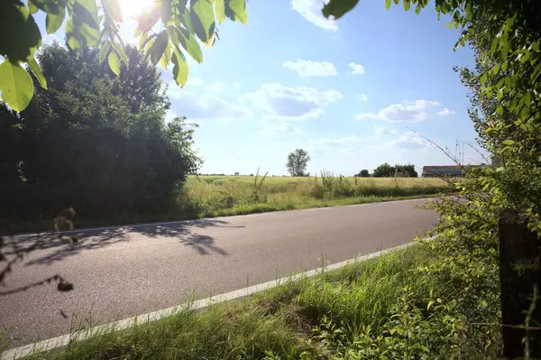 Güneşli bir gün batımında, bir tarlanın ortasında kavak ağacı İtalya 'nın kırsal kesiminde yol kenarından görülüyor.