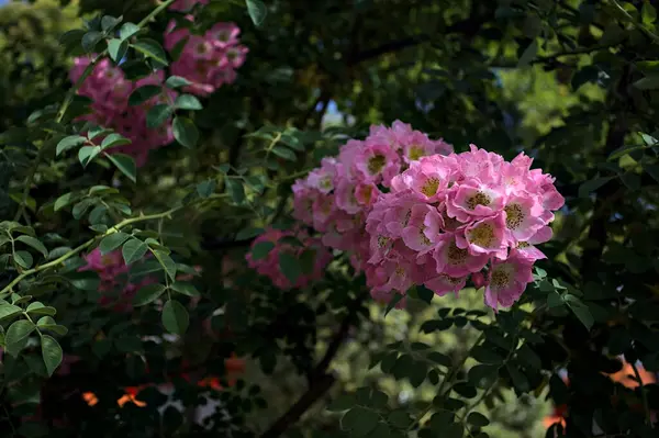 Güneş tarafından kısmen aydınlatılmış sürünen bir bitkinin üzerinde açan çiçekler.