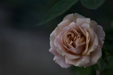 Çiçek açmış turuncu minyatür güller yakından görülüyor.