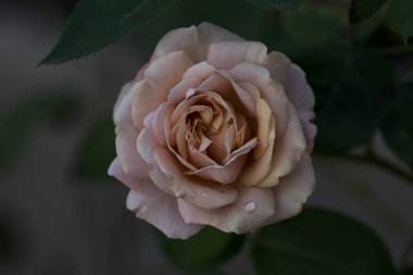 Çiçek açmış turuncu minyatür güller yakından görülüyor.