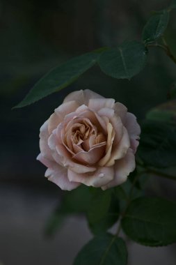 Çiçek açmış turuncu minyatür güller yakından görülüyor.