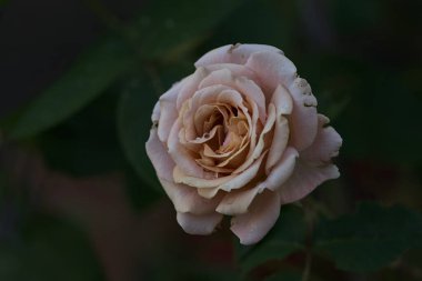 Çiçek açmış turuncu minyatür güller yakından görülüyor.