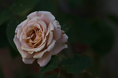 Çiçek açmış turuncu minyatür güller yakından görülüyor.