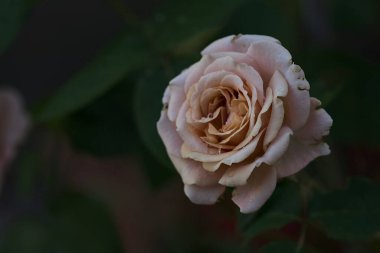 Çiçek açmış turuncu minyatür güller yakından görülüyor.