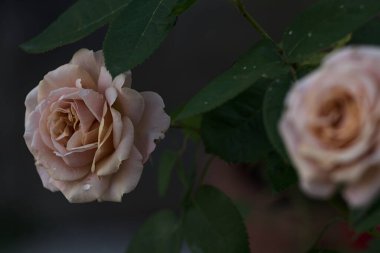 Çiçek açmış turuncu minyatür güller yakından görülüyor.