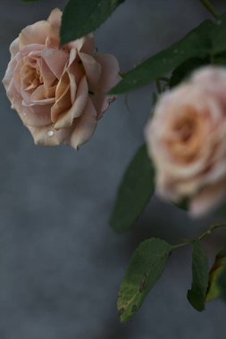 Çiçek açmış turuncu minyatür güller yakından görülüyor.