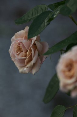 Çiçek açmış turuncu minyatür güller yakından görülüyor.