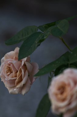 Çiçek açmış turuncu minyatür güller yakından görülüyor.