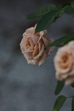 Çiçek açmış turuncu minyatür güller yakından görülüyor.