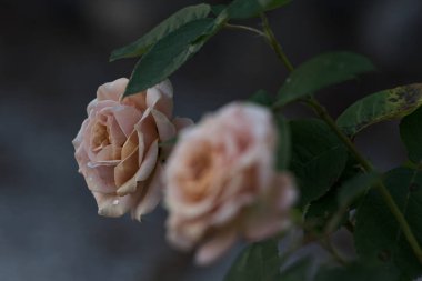 Çiçek açmış turuncu minyatür güller yakından görülüyor.