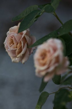 Çiçek açmış turuncu minyatür güller yakından görülüyor.