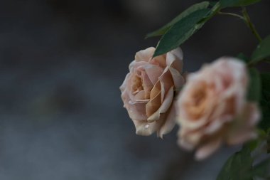 Çiçek açmış turuncu minyatür güller yakından görülüyor.