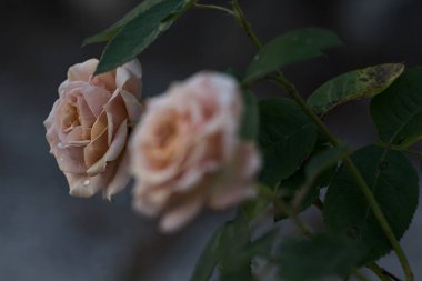 Çiçek açmış turuncu minyatür güller yakından görülüyor.