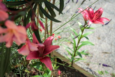 Beyaz arka planda çiçek açan pembe zambaklar yakından görülüyor.