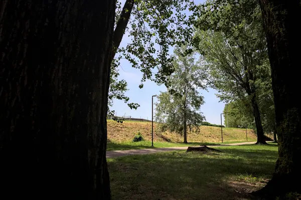 Güneşli bir günde, iki ağaç gövdesi tarafından çerçevelenmiş bir parkta, gölgede bir toprak toprak parçasının yanındaki patika.