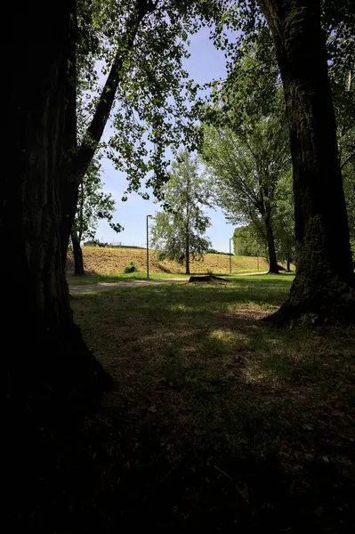 Güneşli bir günde, iki ağaç gövdesi tarafından çerçevelenmiş bir parkta, gölgede bir toprak toprak parçasının yanındaki patika.