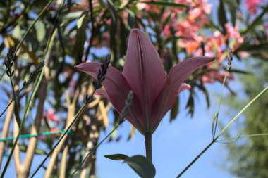 Pembe zambak zakkum çalılığında yetişiyor, açık gökyüzü ve arka plan yakından görünüyor.