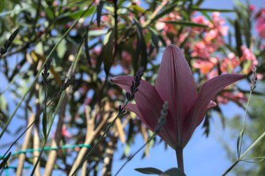 Pembe zambak zakkum çalılığında yetişiyor, açık gökyüzü ve arka plan yakından görünüyor.